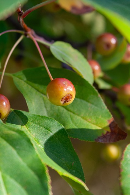 卓林普已經 卓林普已經